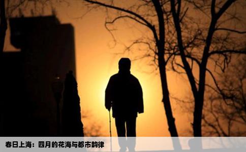 春日上海：四月的花海与都市韵律